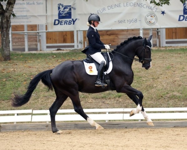 Dressurpferd Bon Bentley (Deutsches Sportpferd, 2021, von Bon Coeur)