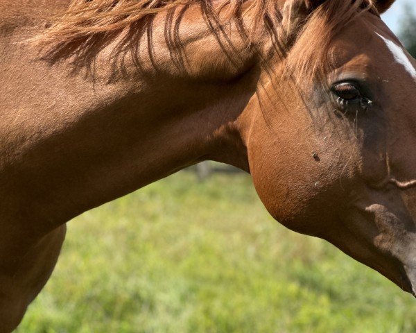 jumper Gepsonie H (German Sport Horse, 2012, from Gepsom)