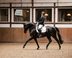 dressage horse Capri's Celebration (Hanoverian, 2008, from Caprimond)