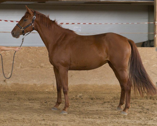 broodmare Fitness (Estonian Sport, 2015, from Nsi Freedom)