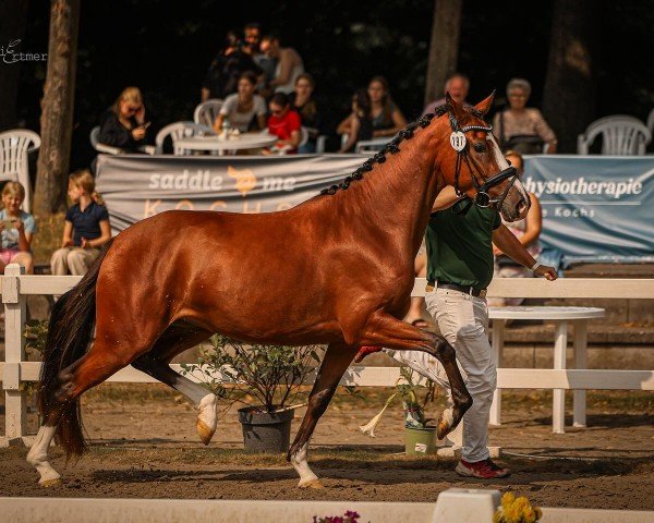 Dressurpferd Natural Beauty WS (Deutsches Reitpony, 2021, von Fs Numero Uno)