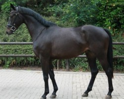 dressage horse Karla Kolumna (Hanoverian, 2007, from Kaiserkult TSF)