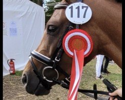 broodmare Caprice (German Riding Pony, 2019, from DSP Cosmo Royale)