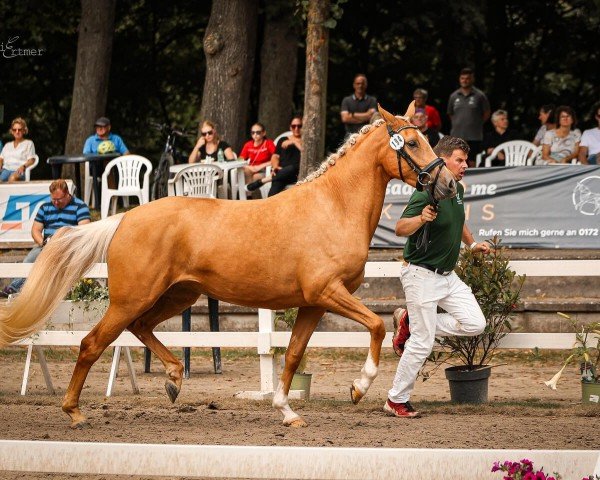 dressage horse Noble Gold WS (German Riding Pony, 2021, from Fs Numero Uno)