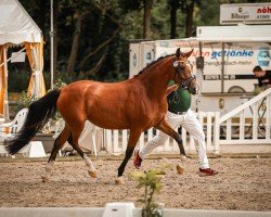 dressage horse New Morning Sun TS (German Riding Pony, 2021, from Fs Numero Uno)