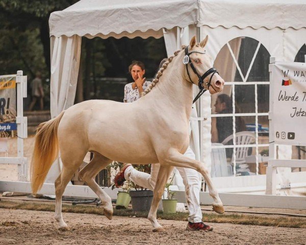 Dressurpferd Golden Vanilla WS (Deutsches Reitpony, 2021, von Global Champion WE)