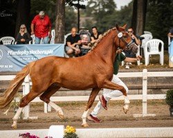 dressage horse Namika WS (German Riding Pony, 2021, from Fs Numero Uno)