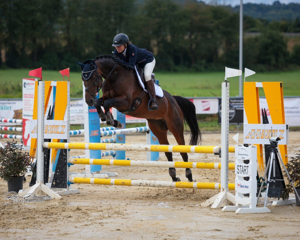 jumper Miranda (German Warmblood, 2014, from All At Once)