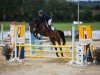 jumper Miranda (German Warmblood, 2014, from All At Once)