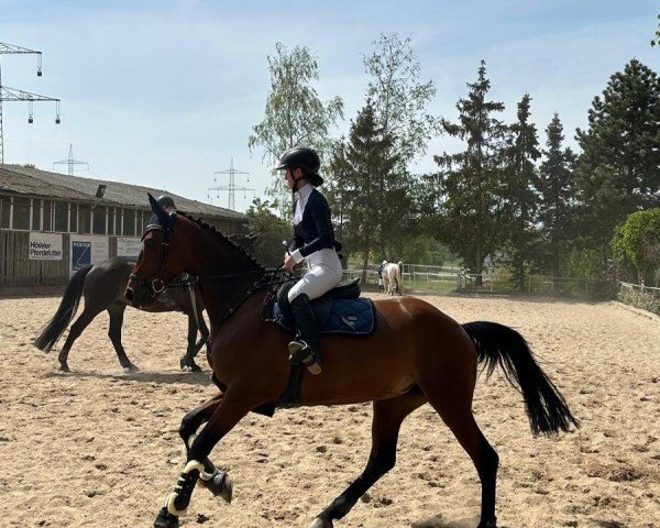 jumper Cinnamon Kiss TM (Hanoverian, 2018, from Conteur)