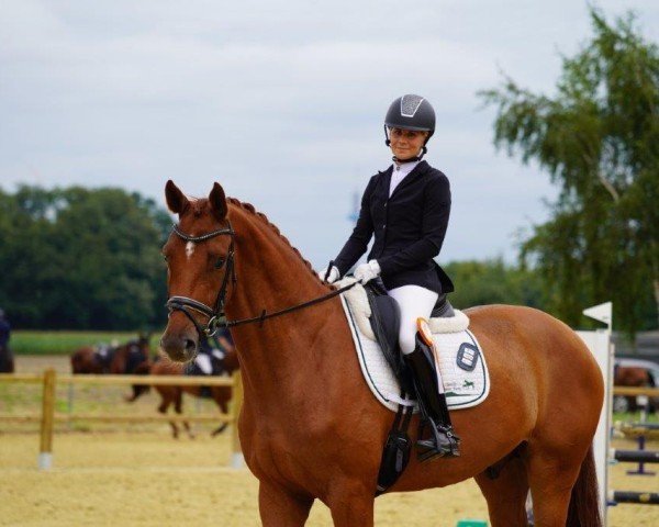 dressage horse Francesco 103 (Oldenburg, 2020)