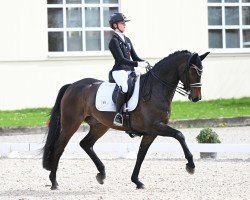 dressage horse Livy H (Oldenburg, 2015, from Livaldon)