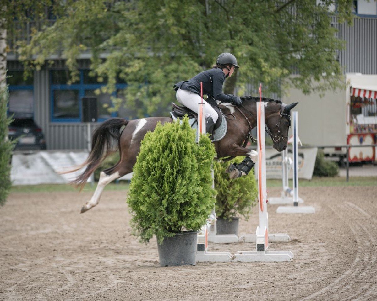 Springpferd Rudolphitals Coco (Lewitzer, 2018, von Ohaio)