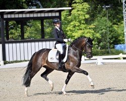 broodmare Simsala D (German Sport Horse, 2018, from Secret)