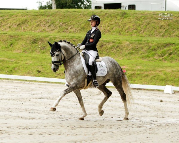 stallion Daydreamer (German Riding Pony, 2018, from Double Diamond)