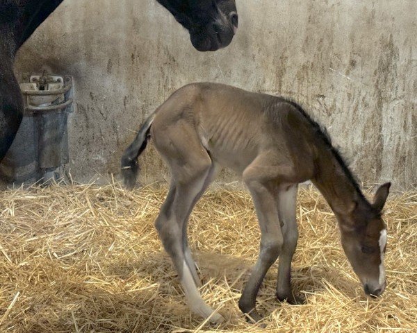 foal by Dodonia GL (Oldenburg, 2024, from Ellis NRW)