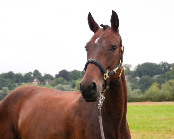 dressage horse Fleur ma belle (Hanoverian, 2017, from Franklin)