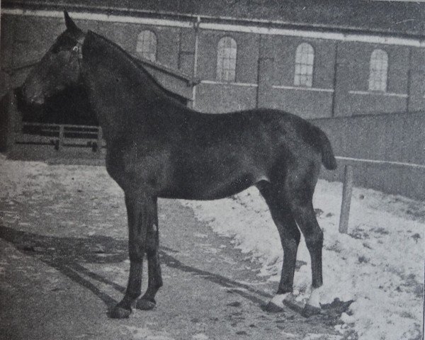 stallion Flamberg 2452 (Holsteiner,  , from Zieten 2261)