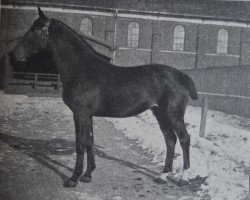 stallion Flamberg 2452 (Holsteiner,  , from Zieten 2261)