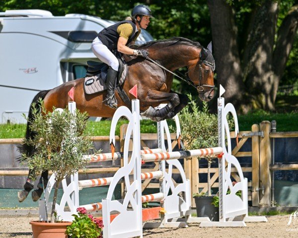 jumper Con Quality (Oldenburg show jumper, 2011, from Conthargos)