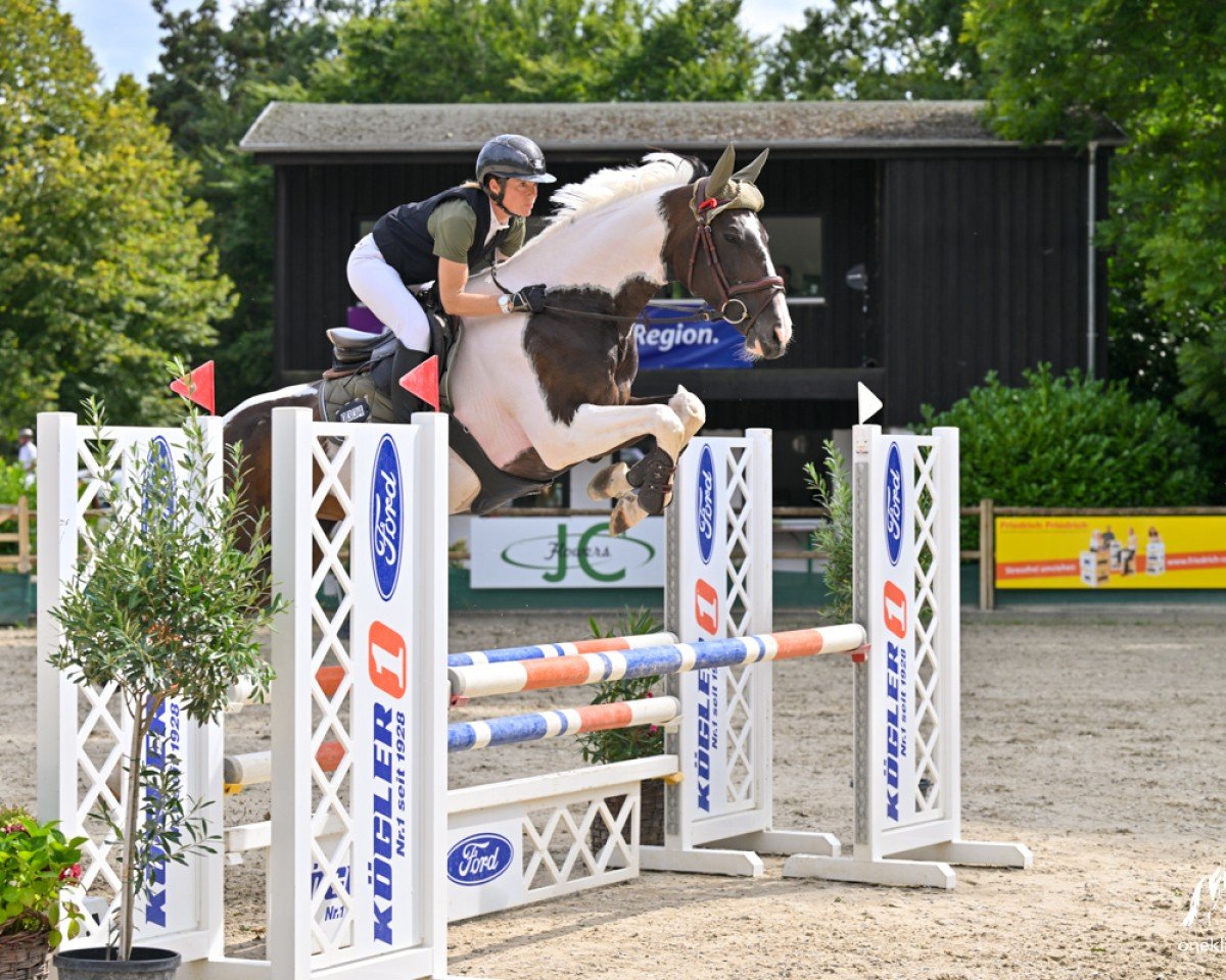 jumper Quick Con Quality CW (Oldenburg show jumper, 2017, from Conthargos)