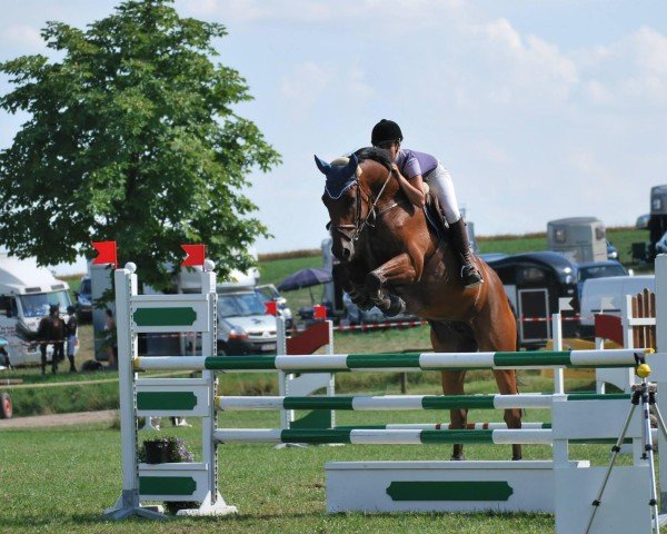 jumper Cadeau 50 (Czech Warmblood, 2007, from Puschkin)