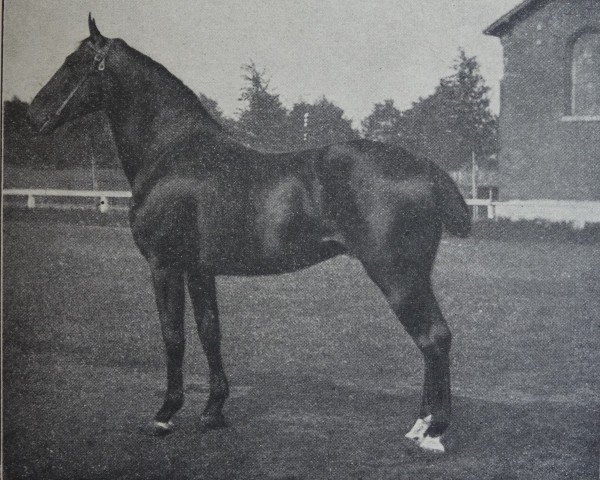 stallion Ahnherr 2309 (Holsteiner, 1909, from Kürassier 1889)