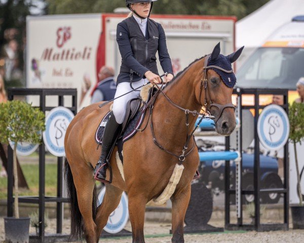 horse Louda (KWPN (Royal Dutch Sporthorse), 2016, from Alexandro P)