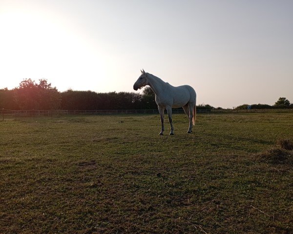 broodmare Alkora (Oldenburg show jumper, 2010, from Demet - Apokalipsis)