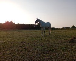 broodmare Alkora (Oldenburg show jumper, 2010, from Demet - Apokalipsis)