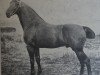 stallion Orkan 2036 (Holsteiner, 1900, from Cicero 1608)