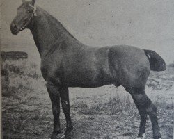 stallion Orkan 2036 (Holsteiner, 1900, from Cicero 1608)