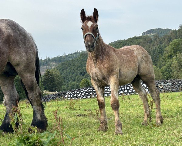 foal by Löwenherz (Rhenish-German Cold-Blood, 2024, from Leo von Grüneberg)