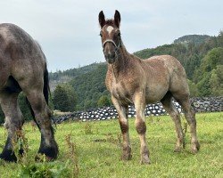 foal Löwenherz (Rheinisch-Deutsches Kaltblut, 2024, from Leo von Grüneberg)