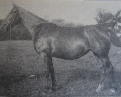 broodmare Agnes 5889 (Holsteiner,  , from Cicero 1608)