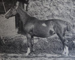 broodmare Bunte 5971 (Holsteiner, 1903, from Cicero 1608)