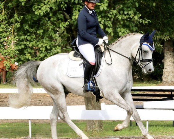 jumper Nobody's Perfect R (German Riding Pony, 2020, from FH Nightcapitol)