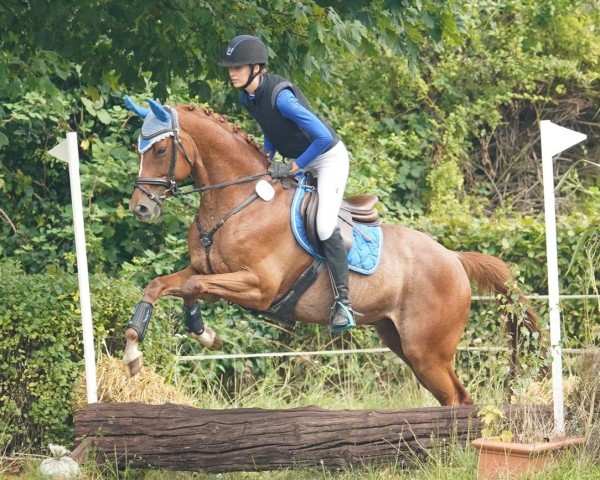 dressage horse Pepe Go (Trakehner, 2017, from Perpignan Noir)