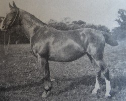 broodmare Traube 5428 (Holsteiner, 1897, from Cicero 1608)