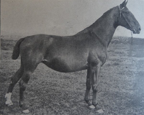 broodmare Toni (Holst.) 5406 (Holsteiner, 1897, from Cicero 1608)