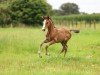 foal by Arya Stark SR (Westphalian, 2024, from Aberdeen Z)