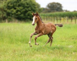 foal by Arya Stark SR (Westphalian, 2024, from Aberdeen Z)