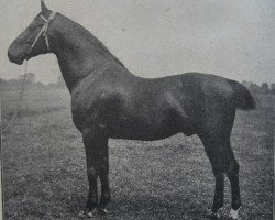 stallion Füsilier 1761 (Holsteiner, 1892, from Nordlicht)