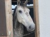 dressage horse Oreo (unknown, 2016)