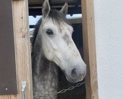 dressage horse Oreo (unknown, 2016)