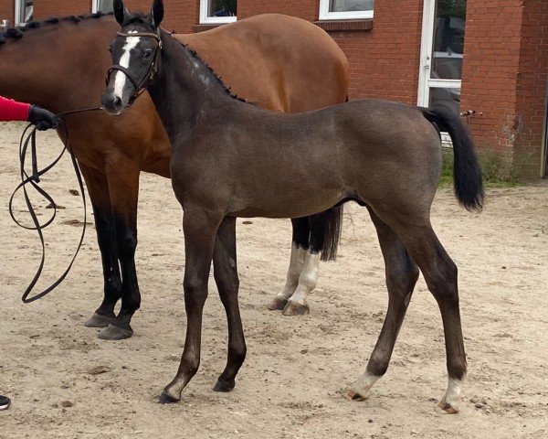 foal by Joule Sem (Danish Warmblood, 2024, from Jewel Ask Z)