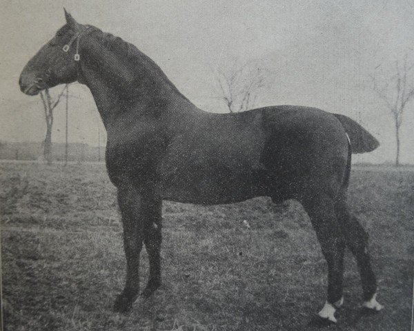 stallion Philipp 2094 (Holsteiner, 1902, from Füsilier 1761)