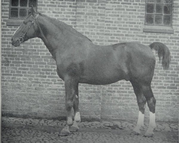 stallion Nelusko (Hanoverian, 1897, from Neckar)