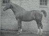 stallion Nelusko (Hanoverian, 1897, from Neckar)