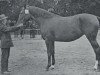 broodmare Amrika (Hanoverian, 1910, from Ammer)